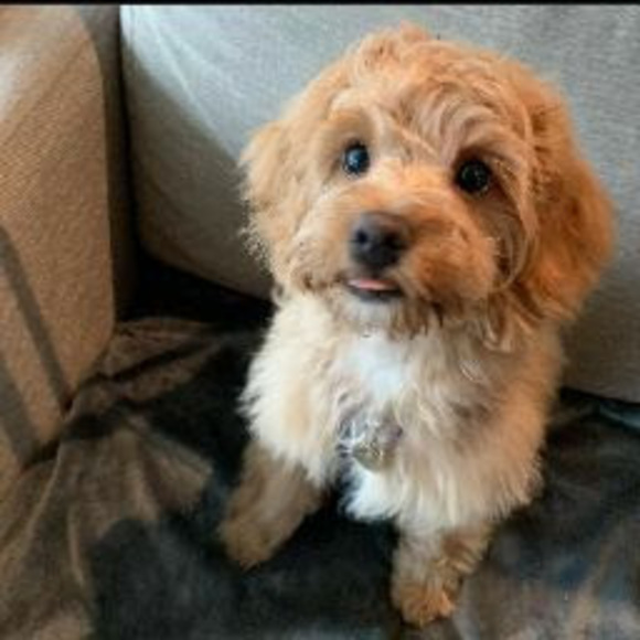 Meet your Posher, Janavi - Picture 1 of 1